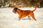 standing German Boxer