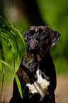 German Boxer Portrait