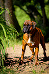 standing German Boxer