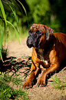 German Boxer