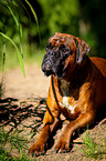 lying German Boxer