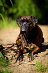 lying German Boxer