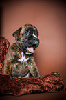 yawning German Boxer Puppy