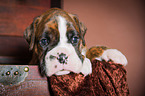 German Boxer Puppy