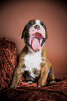 yawning German Boxer Puppy