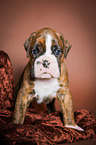 German Boxer Puppy