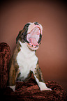 yawning German Boxer Puppy