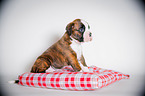 German Boxer Puppy