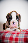 German Boxer Puppy