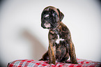 German Boxer Puppy