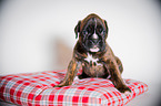 German Boxer Puppy
