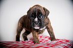 German Boxer Puppy