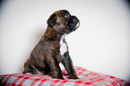 German Boxer Puppy