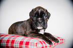 German Boxer Puppy