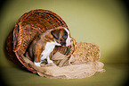 German Boxer Puppy