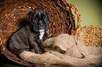 German Boxer Puppy