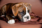 German Boxer Puppy