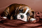 German Boxer Puppy