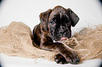 German Boxer Puppy