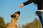 German Boxer Portrait