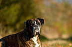 German Boxer Portrait