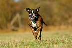 running German Boxer