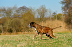 running German Boxer