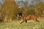 running German Boxer
