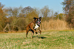 running German Boxer