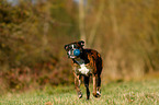 playing German Boxer