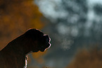 German Boxer Portrait