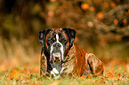 lying German Boxer