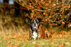 lying German Boxer