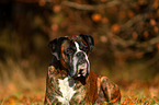 lying German Boxer