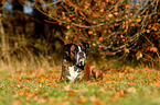 lying German Boxer