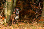 sitting German Boxer
