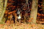 standing German Boxer
