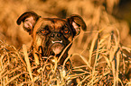 German Boxer