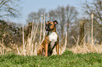 German Boxer