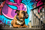German Boxer
