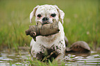 muddy German Boxer