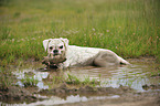 muddy German Boxer