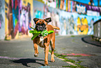 playing German Boxer