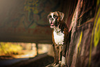 German Boxer