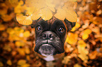 German Boxer Portrait