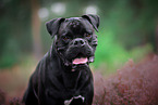 German Boxer Portrait