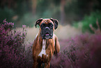 German Boxer Portrait