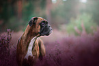German Boxer Portrait