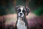 German Boxer Portrait