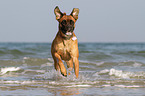 running German Boxer